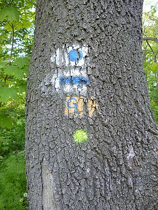 Fällmarkierung am Markierungsbaum ?